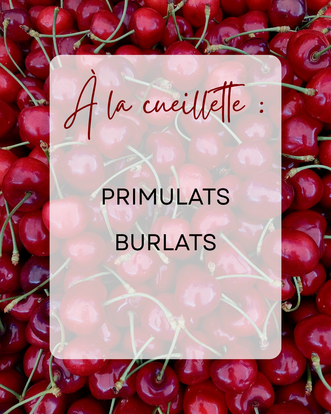 cueillette cerises tarn primulats burlats