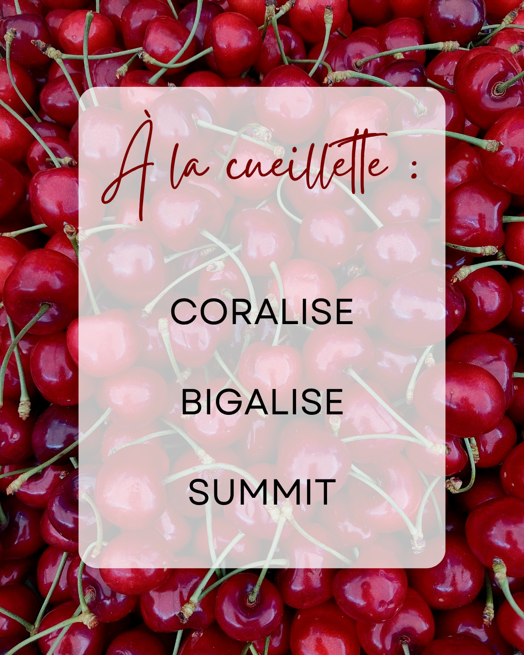 cueillette cerises tarn summit