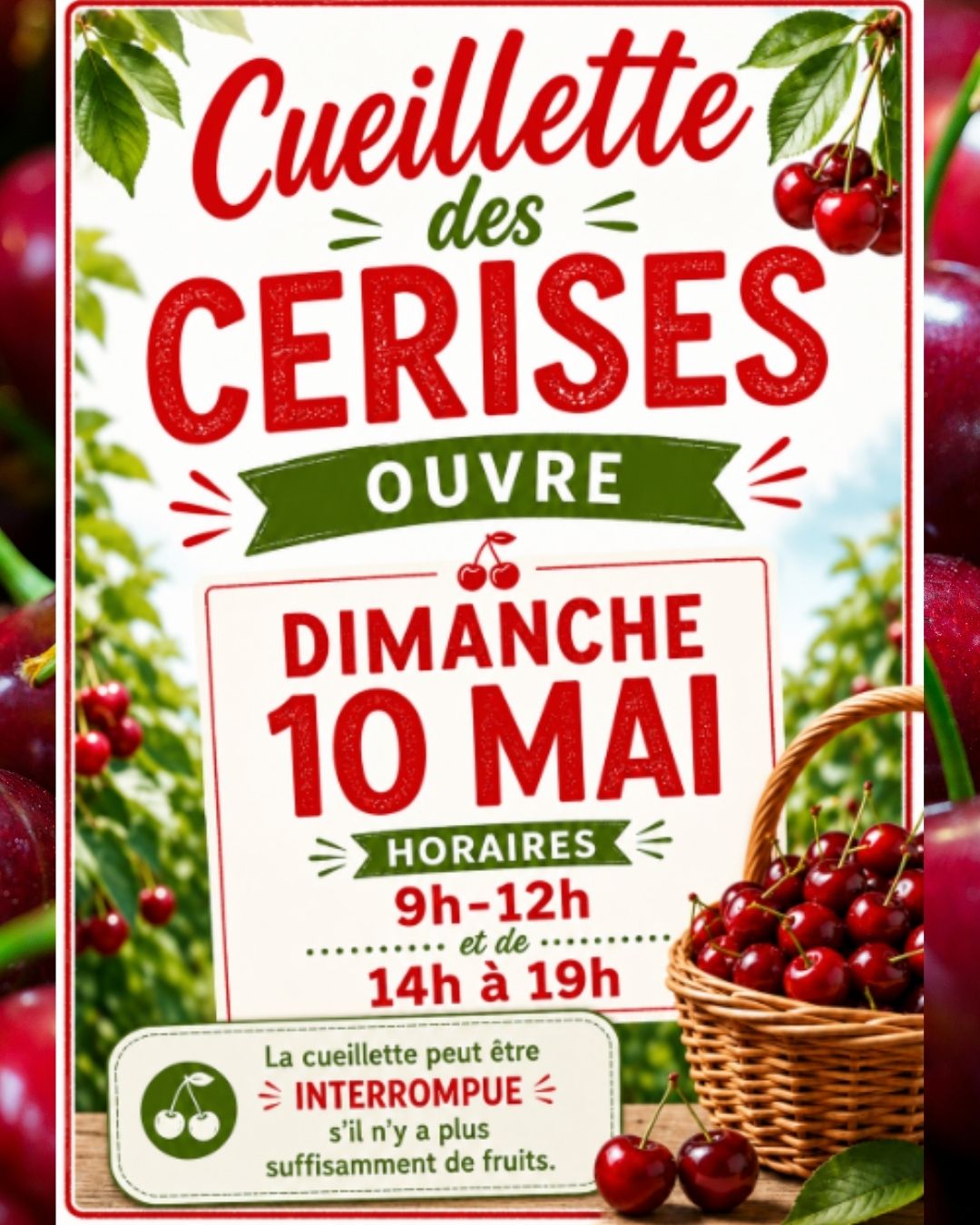 Ouverture de la cueillette des cerises 