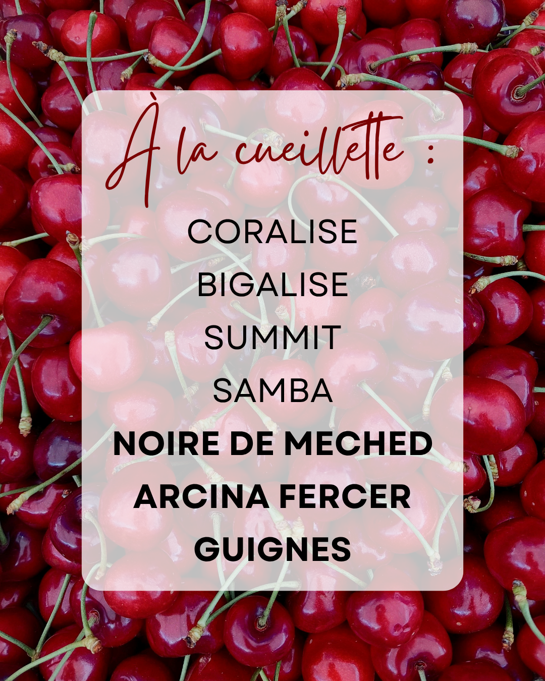cueillette cerises vergers du moulin giroussens