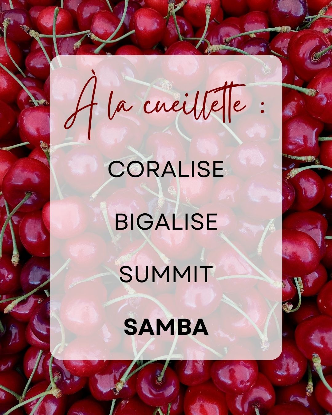 cueillette cerises giroussens samba