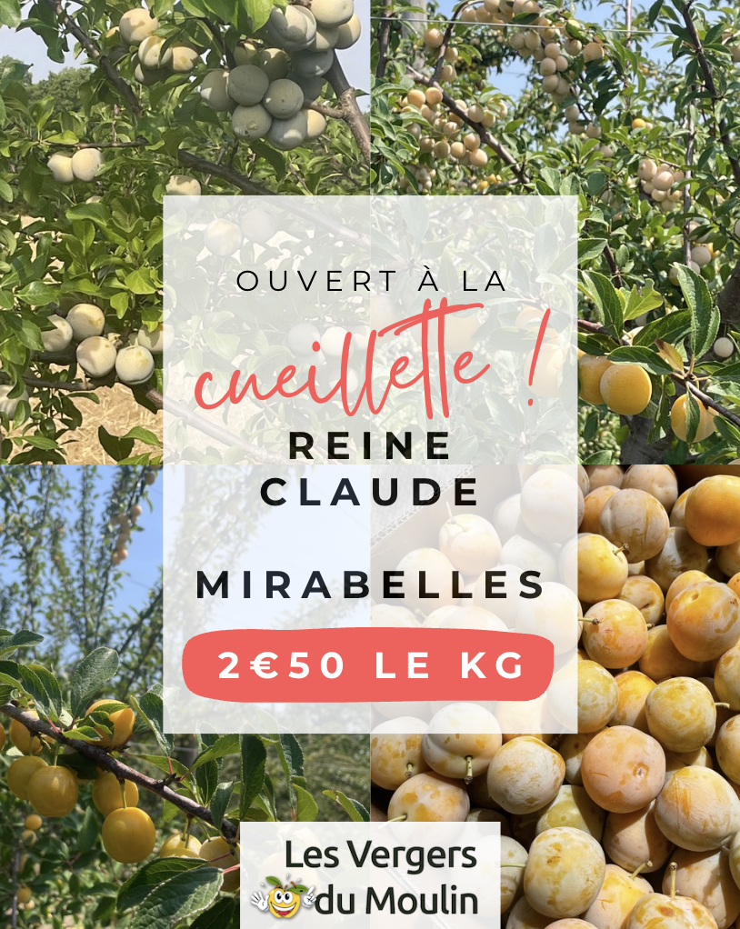 cueillette mirabelles vergers du moulin