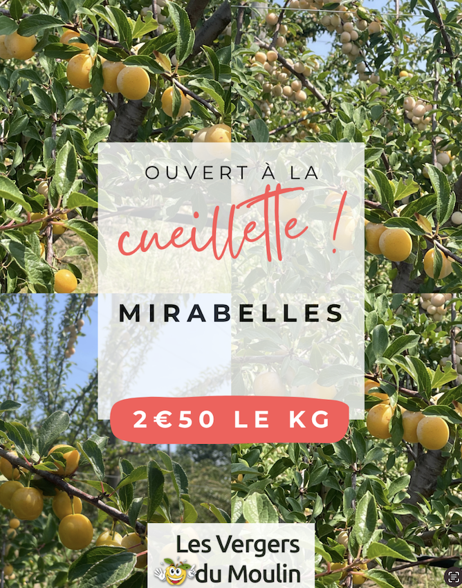 cueillette mirabelles 2026 vergers du moulin