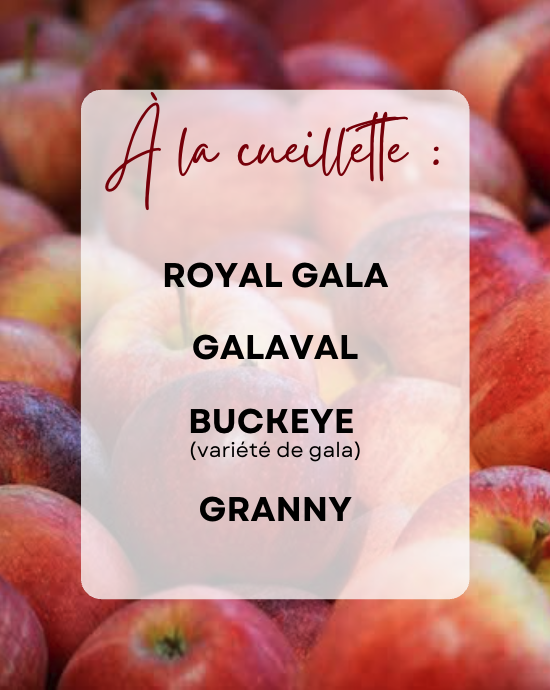 cueillette pommes 2026 vergers du moulin royal gala granny