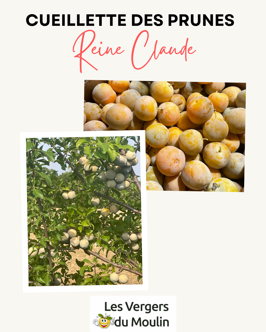 cueillette prunes reine claude vergers du moulin