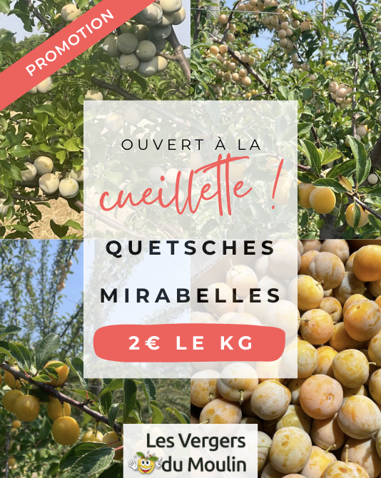 mirabelles quetsches cueillette 2026