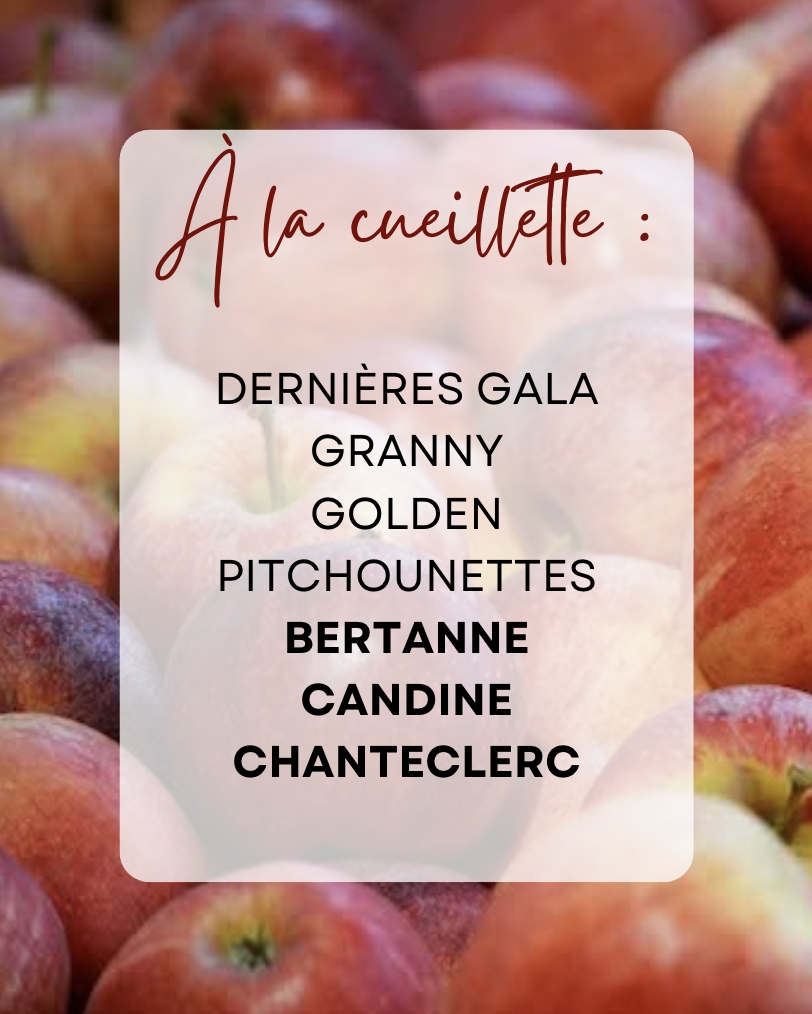 pommes cueillette vergers du moulin 2026